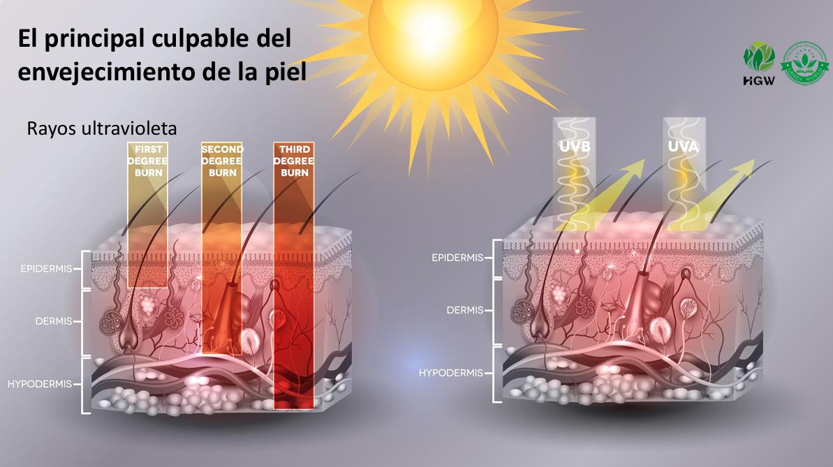 ☀ Protector Solar HGW SPF50 PA+++ – Protección avanzada con efecto blanqueador y antiedad